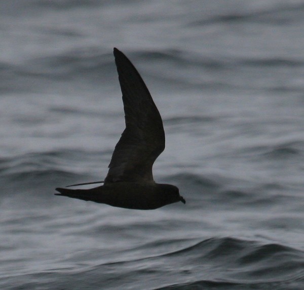 Black Storm-Petrel